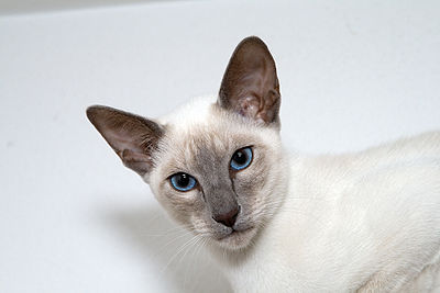 Lynx Point Siamese: A Stunning Breed